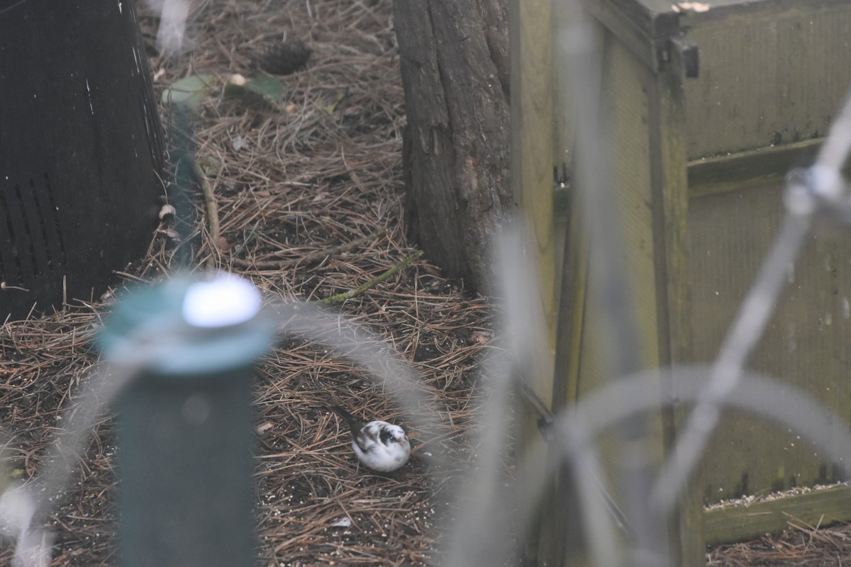 strnadec zimní [skupina oreganus] - ML629480562