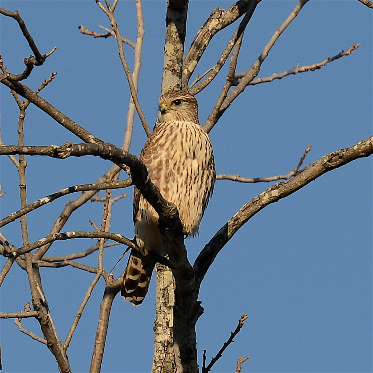 Merlin - ML629480563