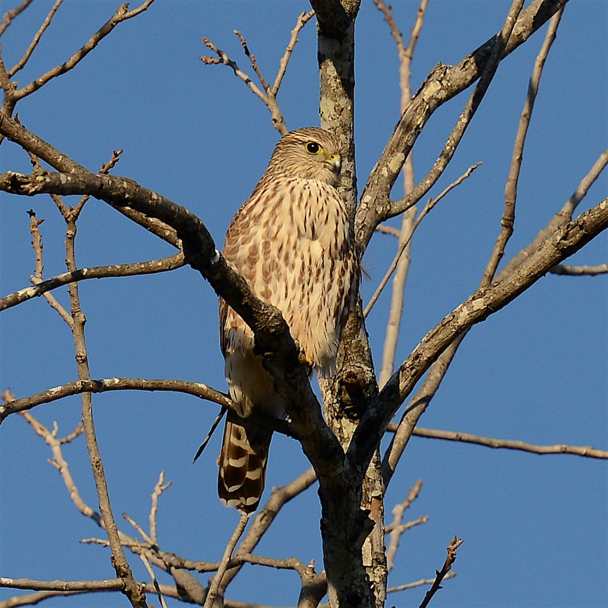 Merlin - ML629480564