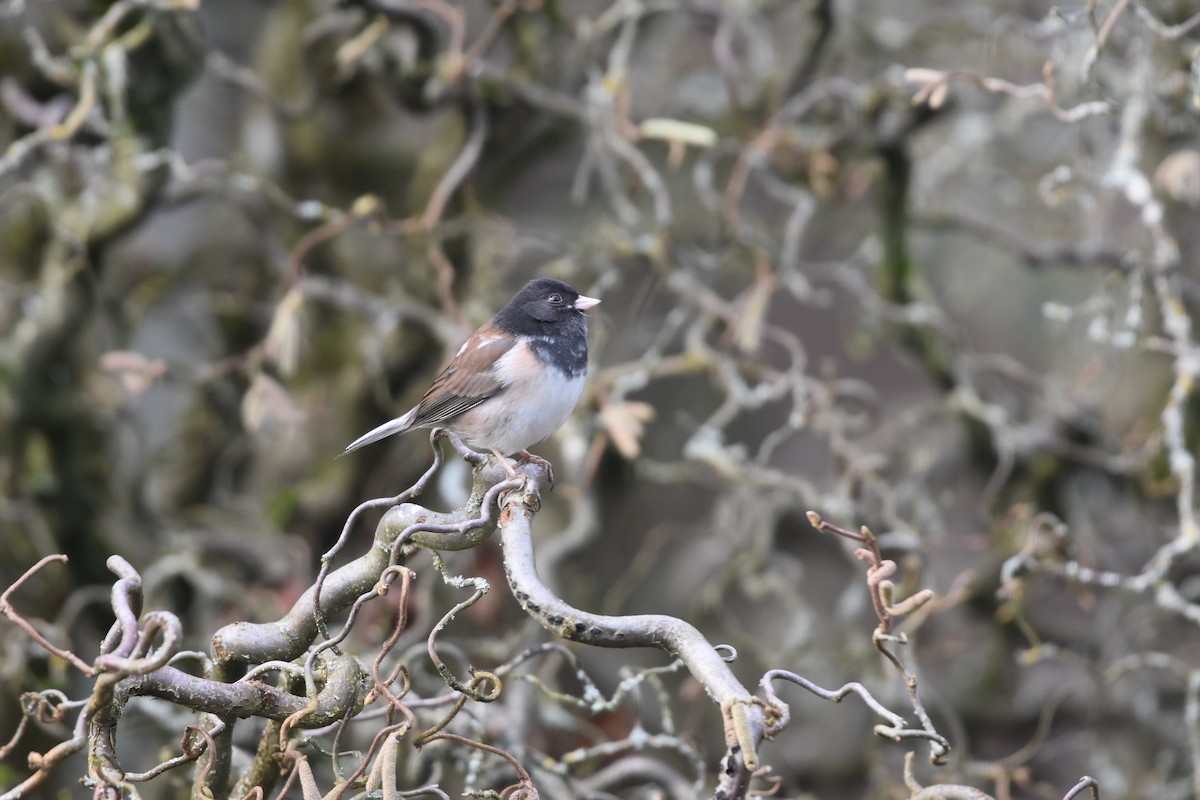 strnadec zimní [skupina oreganus] - ML629480580