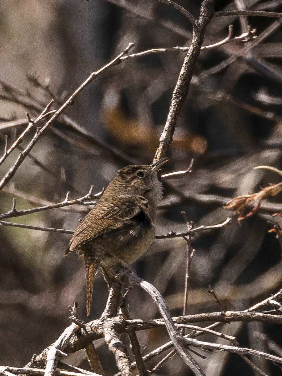 Northern House Wren - ML629480845