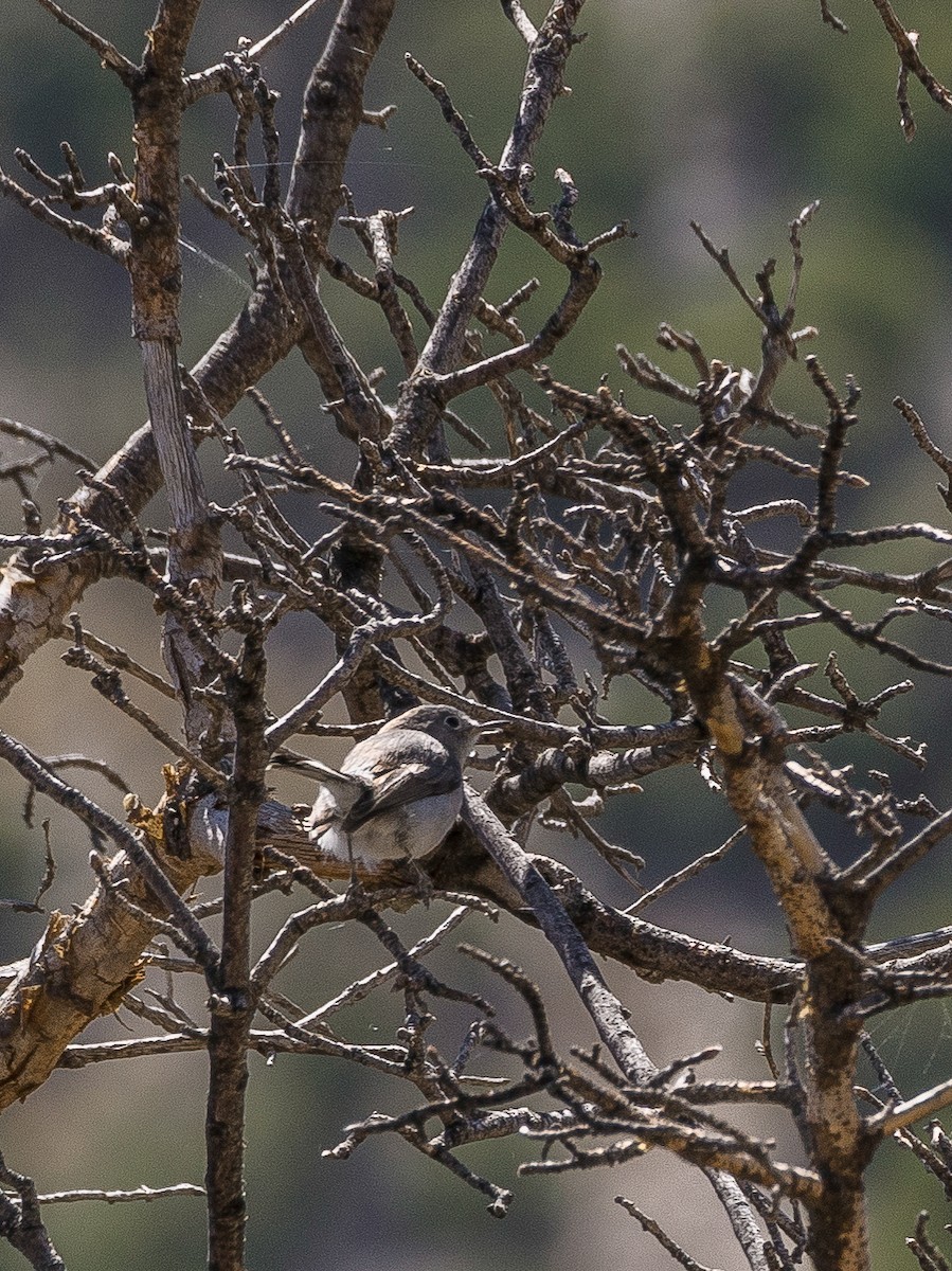 Blue-gray Gnatcatcher - ML629480878