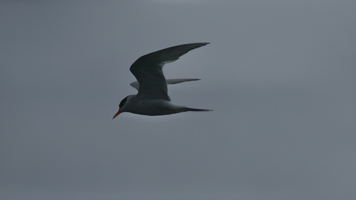 Black-fronted Tern - ML629480900