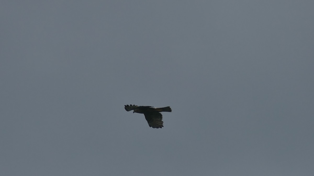 Swamp Harrier - ML629480912