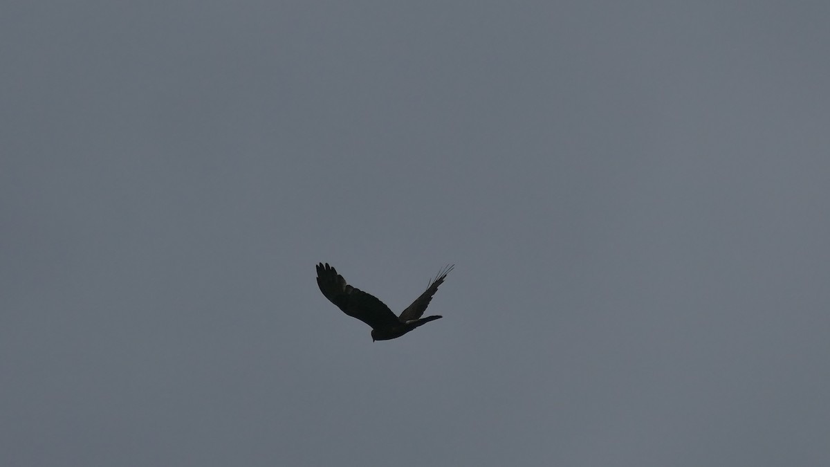 Swamp Harrier - ML629480913