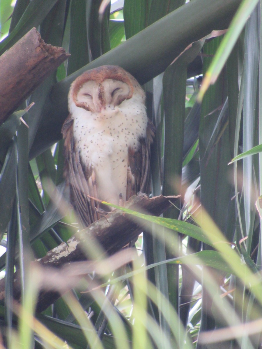 American Barn Owl - ML629480925