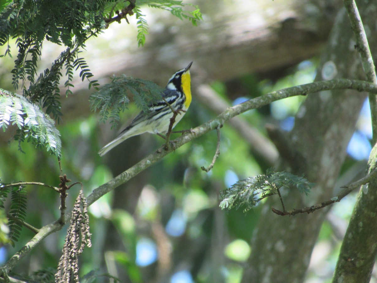 Yellow-throated Warbler - ML629480949