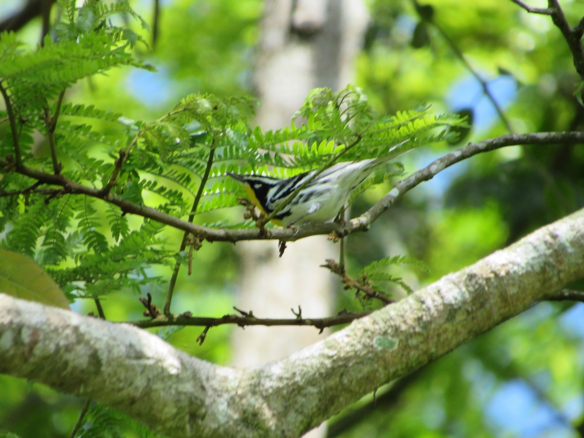 Yellow-throated Warbler - ML629480950
