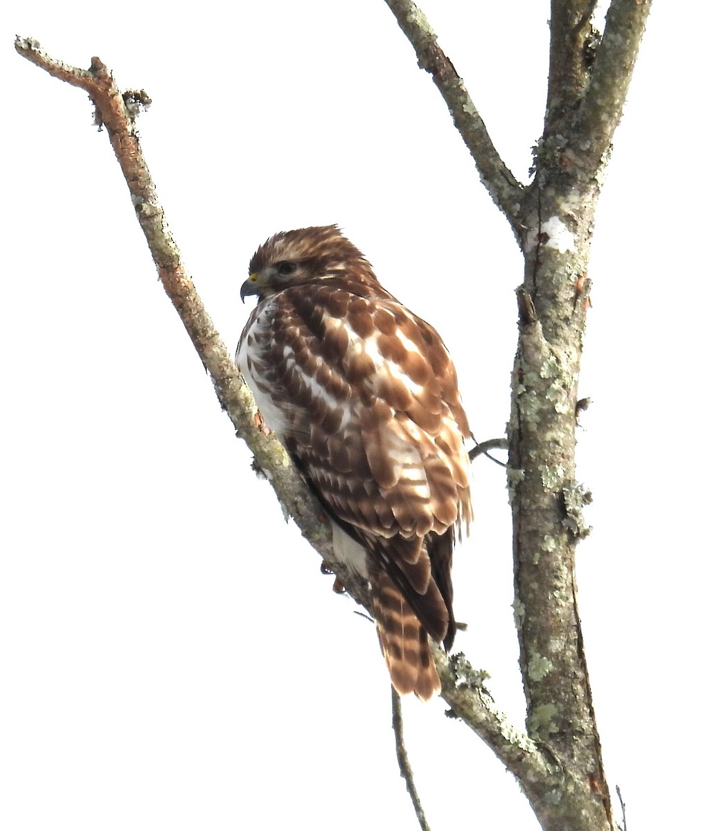 Red-shouldered Hawk - ML629481109