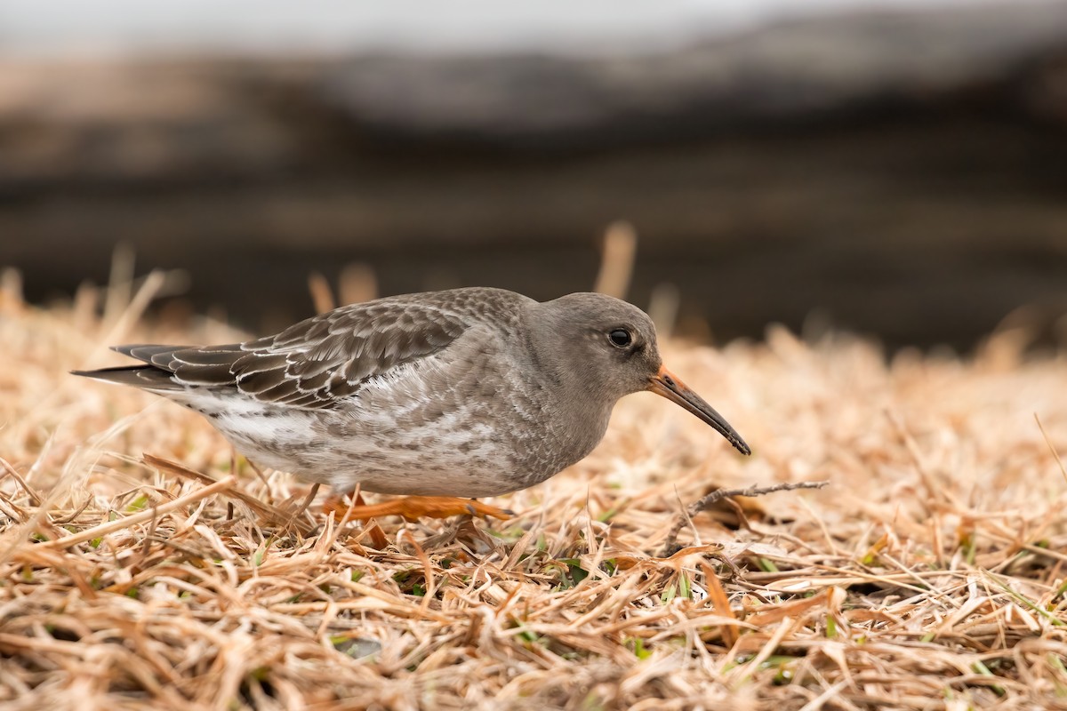 Purple Sandpiper - ML629481756