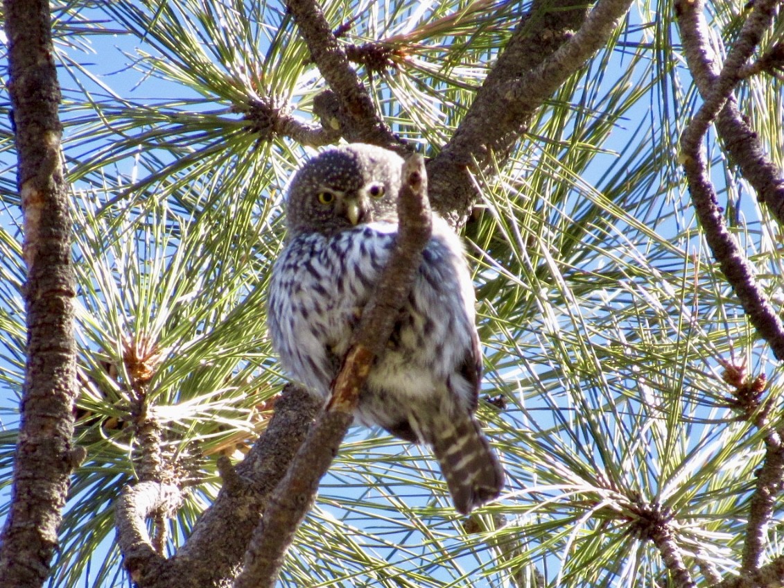 kulíšek mexický (ssp. pinicola) - ML629481945