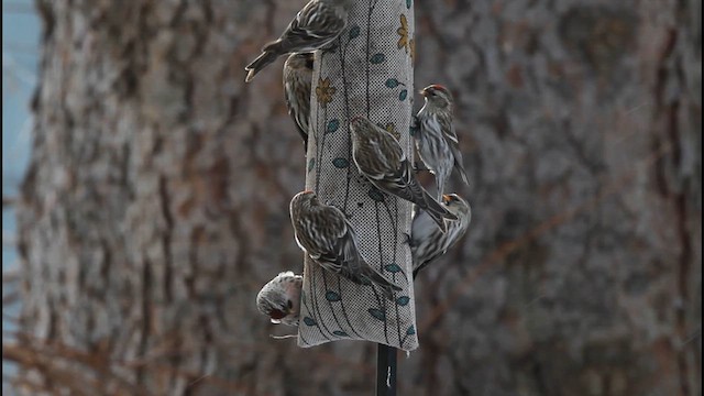 Redpoll (exilipes) - ML629482230
