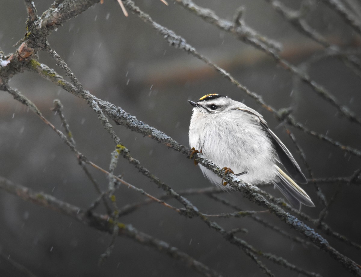 Golden-crowned Kinglet - ML629482341