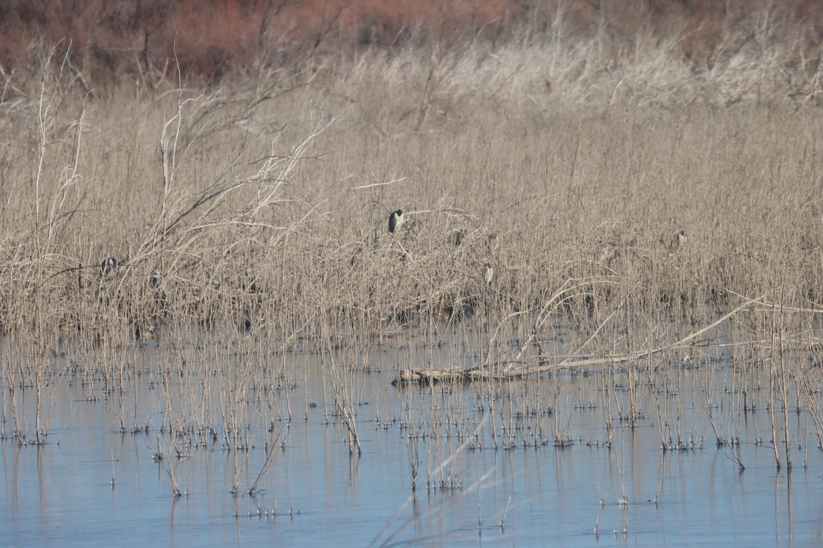 Ногоовор зашин - ML629482367