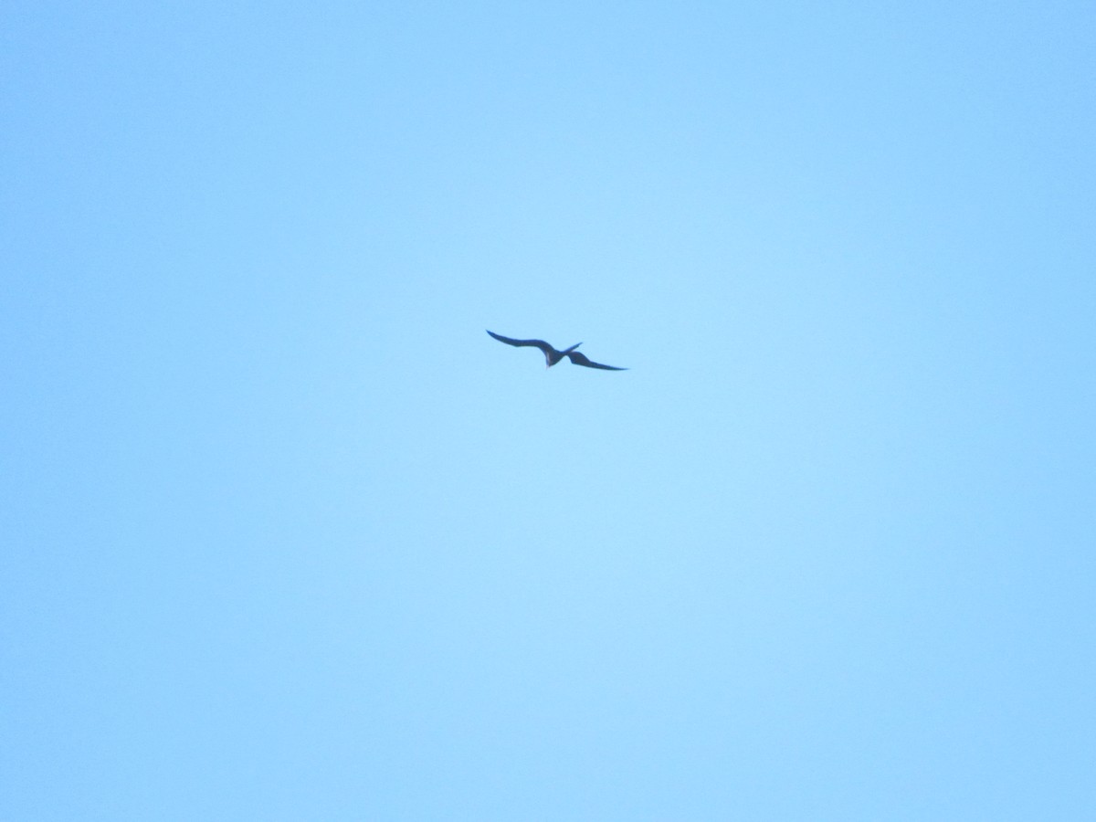 Magnificent Frigatebird - ML629482967