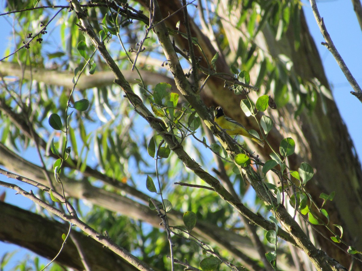 Orchard Oriole - ML629482991