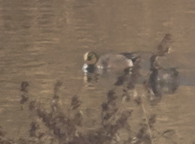 Eurasian x American Wigeon (hybrid) - ML629483281