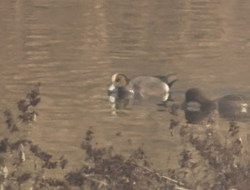 Eurasian x American Wigeon (hybrid) - ML629483282