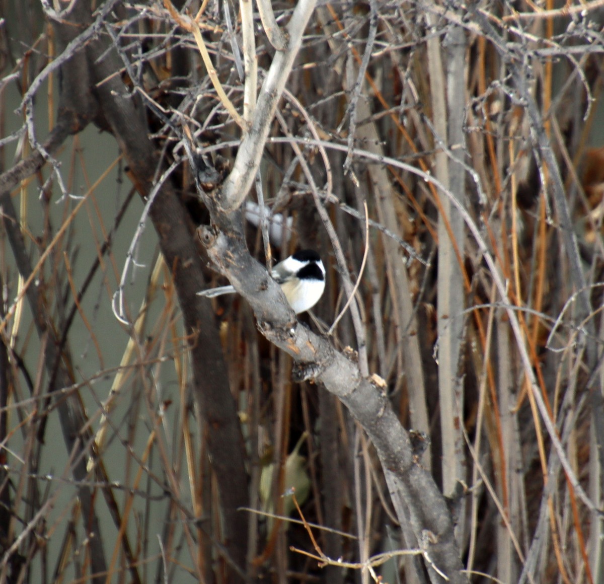 Black-capped/Mountain Chickadee - ML629483555
