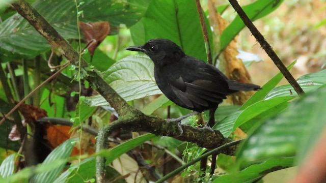 Stub-tailed Antbird - ML629483691