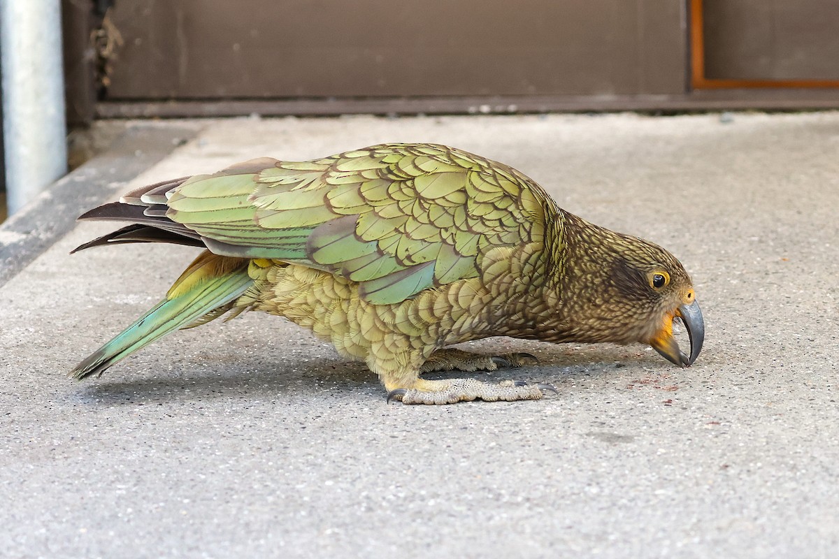 kea - ML629483922