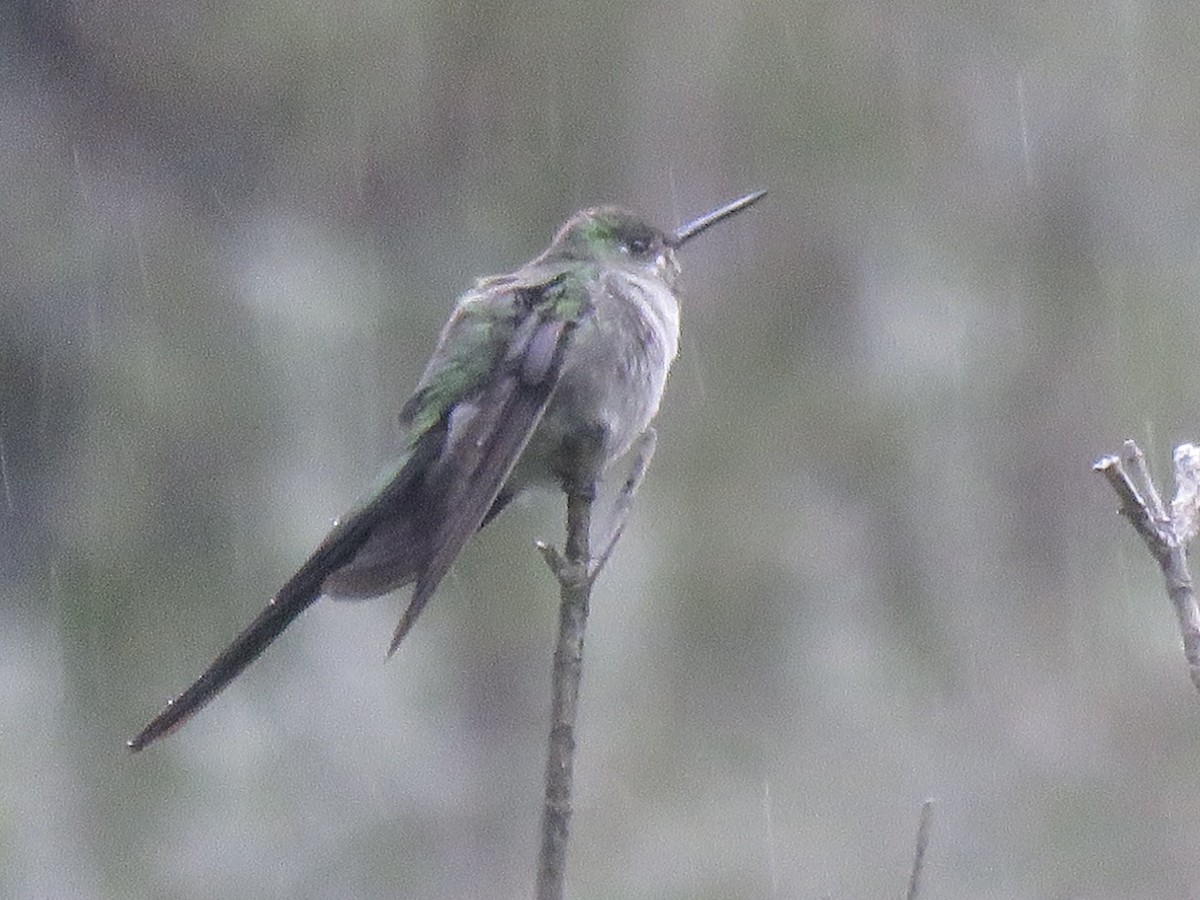 gråbukkolibri - ML629483938
