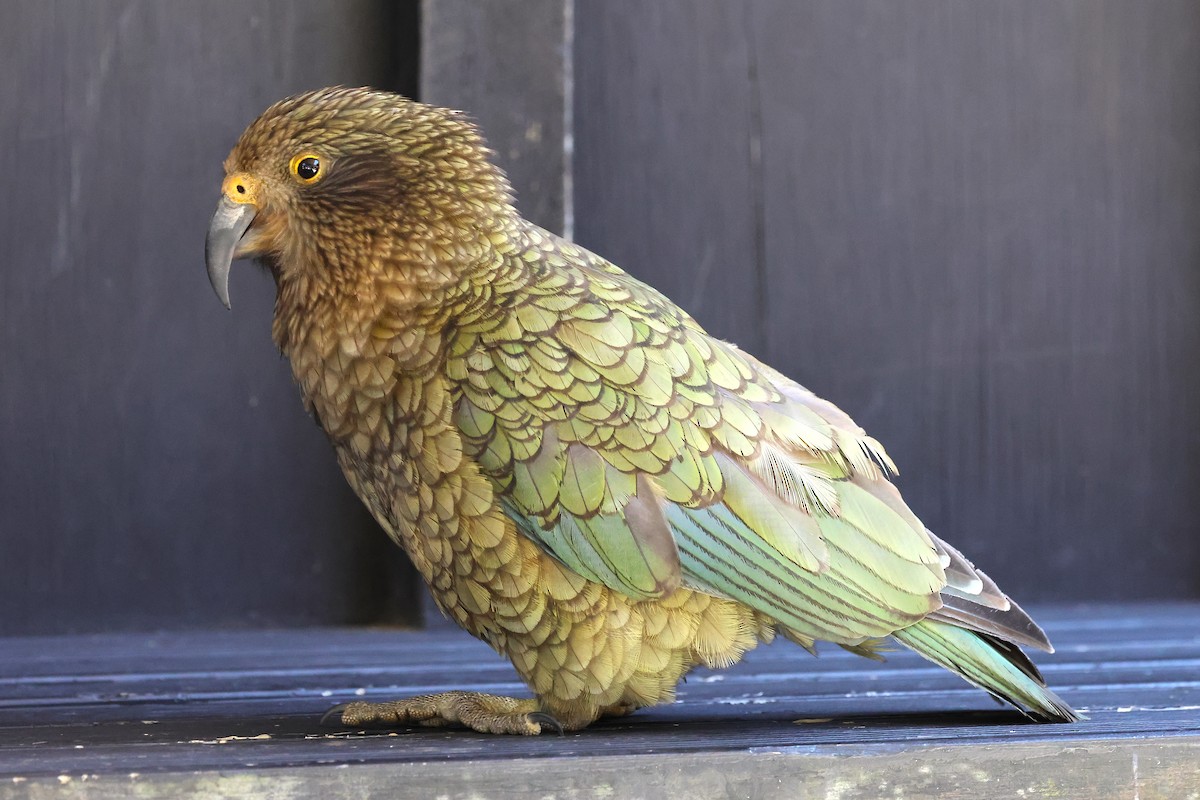 kea - ML629483975