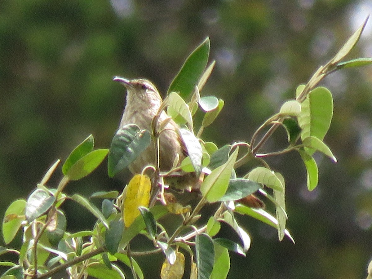 Striated Earthcreeper - ML629484064
