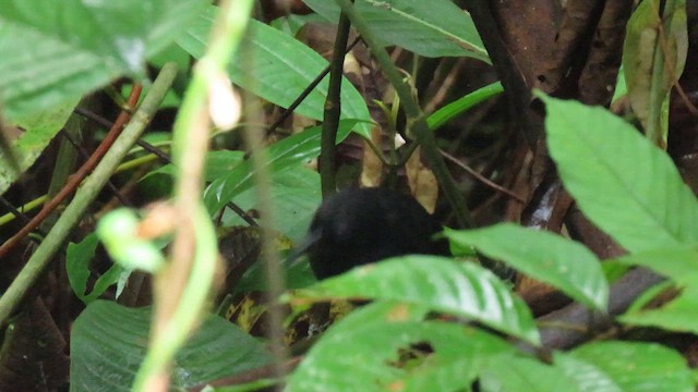 Stub-tailed Antbird - ML629484284
