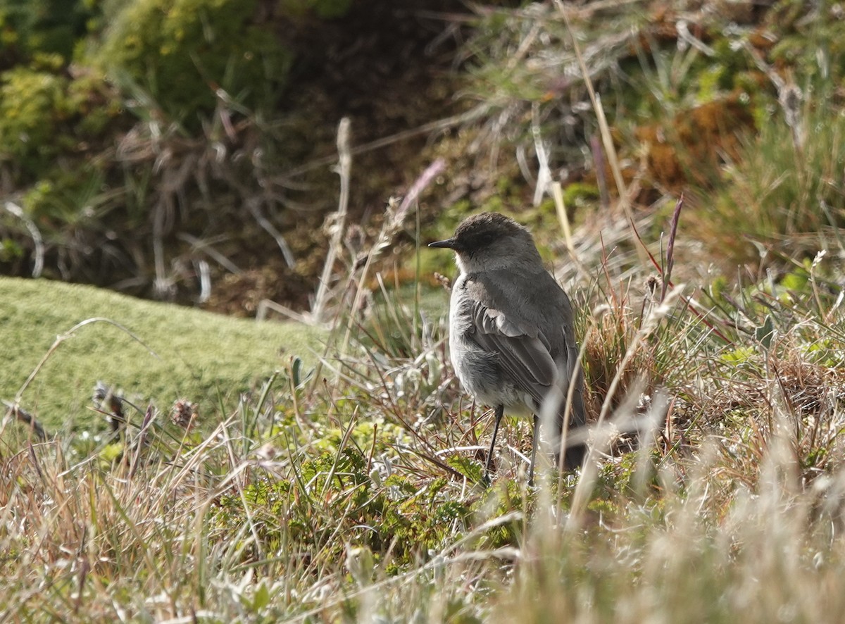 Dark-faced Ground-Tyrant - ML629484486