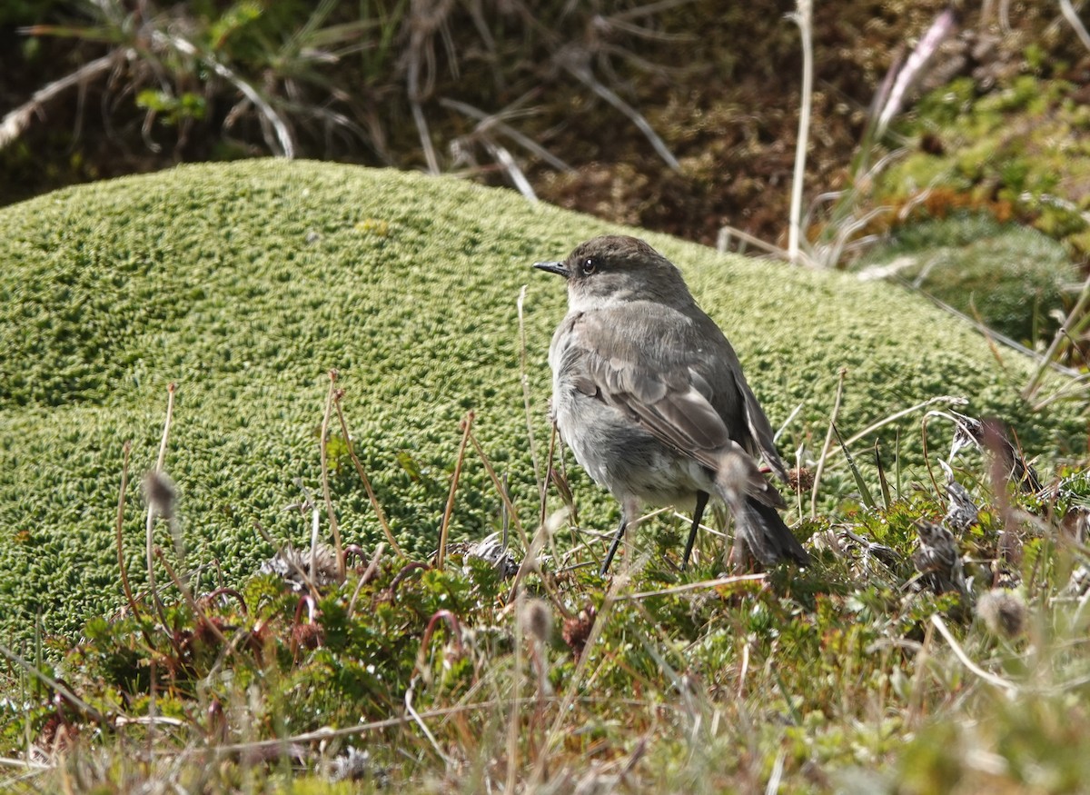 Dark-faced Ground-Tyrant - ML629484496