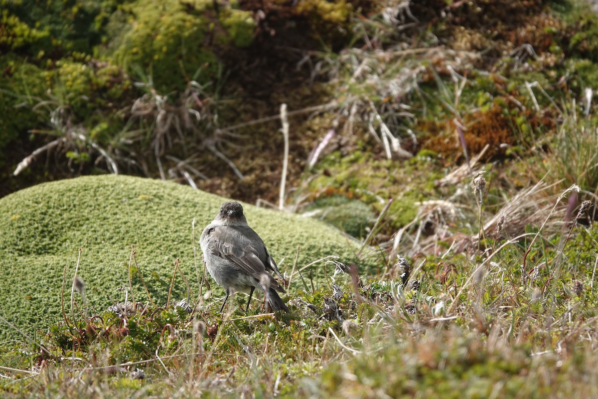 Dark-faced Ground-Tyrant - ML629484512
