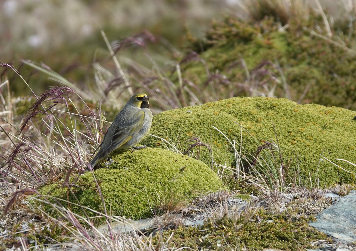 Yellow-bridled Finch - ML629484533