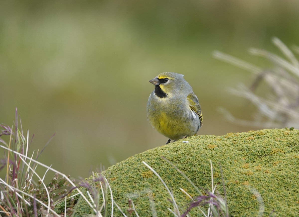 Yellow-bridled Finch - ML629484572