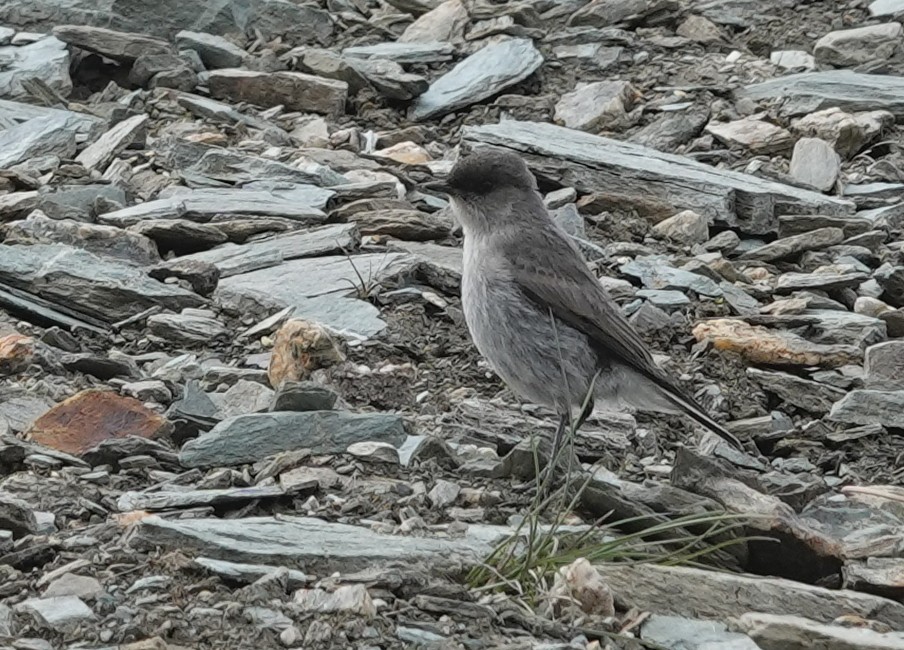 Dark-faced Ground-Tyrant - ML629484642