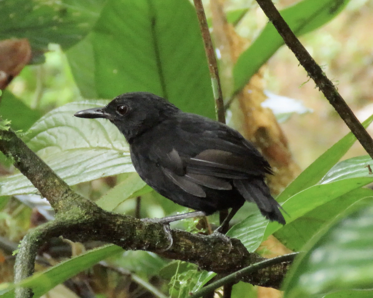 Stub-tailed Antbird - ML629484665