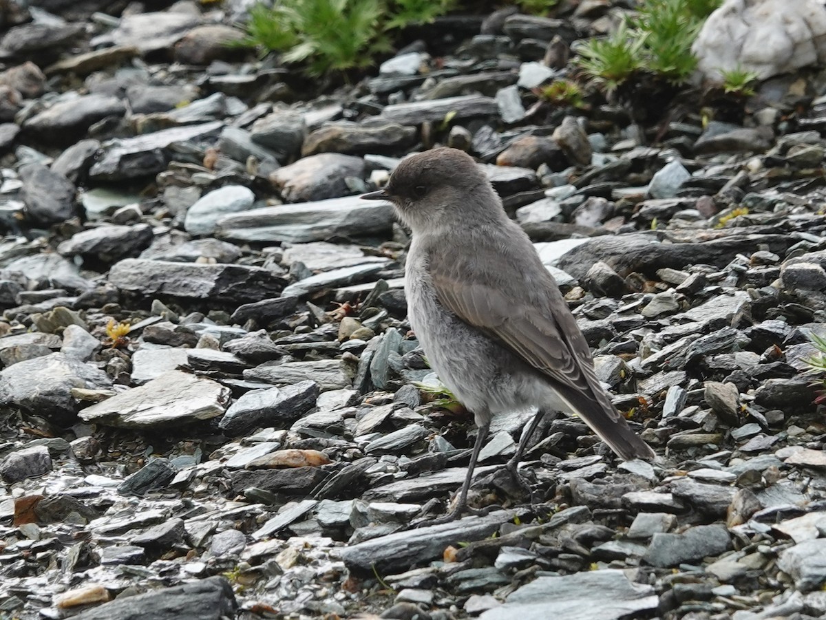Dark-faced Ground-Tyrant - ML629484709