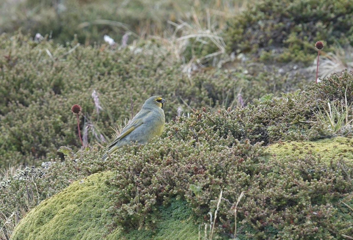 Yellow-bridled Finch - ML629484722
