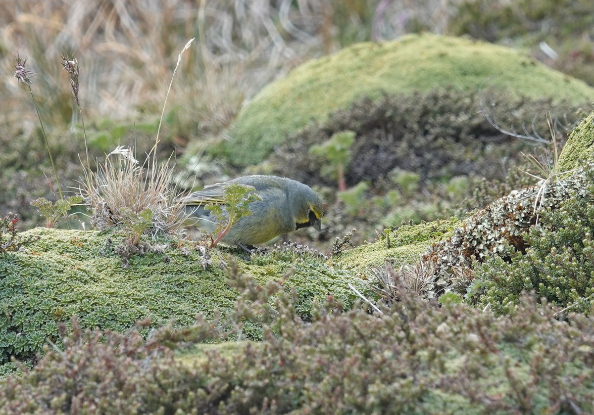 Yellow-bridled Finch - ML629484741