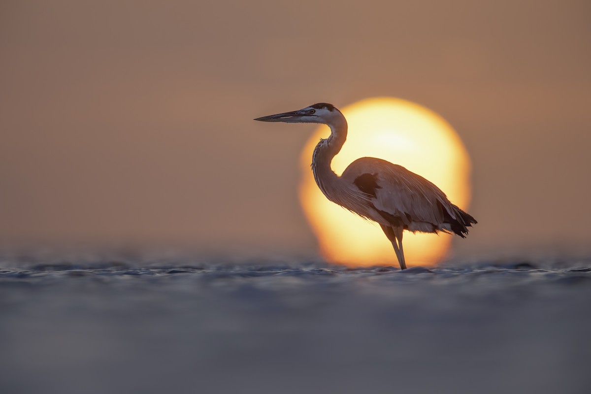 Great Blue Heron - ML629484863