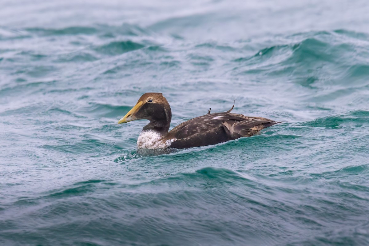 Common Eider - ML629485478