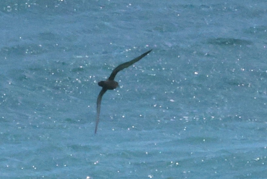 Pétrel à face grise - ML629485719