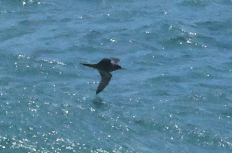 Puffin fouquet - ML629485935