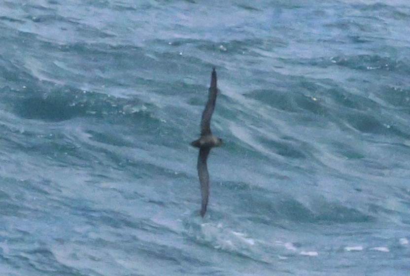 Pétrel à face grise - ML629486059