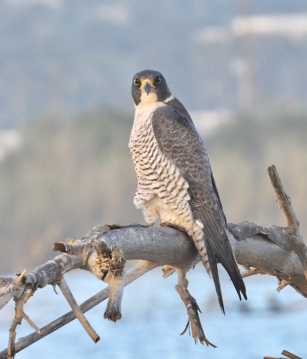 Peregrine Falcon - ML629486201