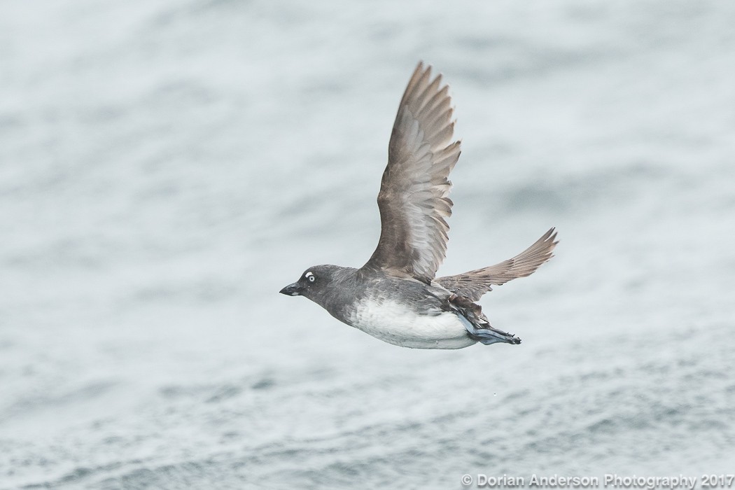 Cassin's Auklet - Dorian Anderson