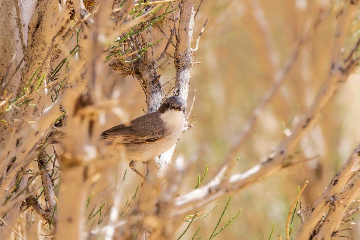 Curruca Zarcerilla (margelanica) - ML629486233