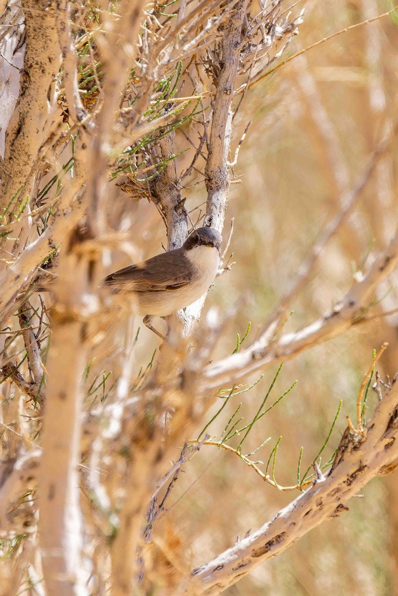 Curruca Zarcerilla (margelanica) - ML629486234