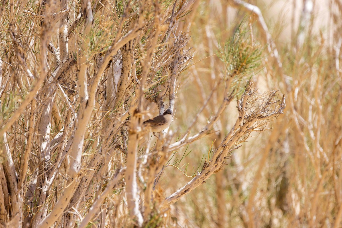 Curruca Zarcerilla (margelanica) - ML629486237