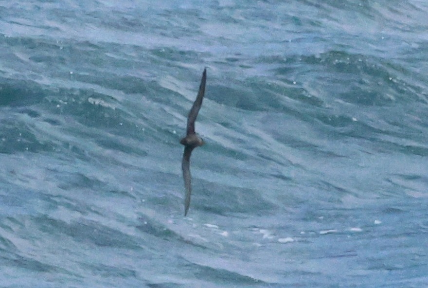 Pétrel à face grise - ML629486305